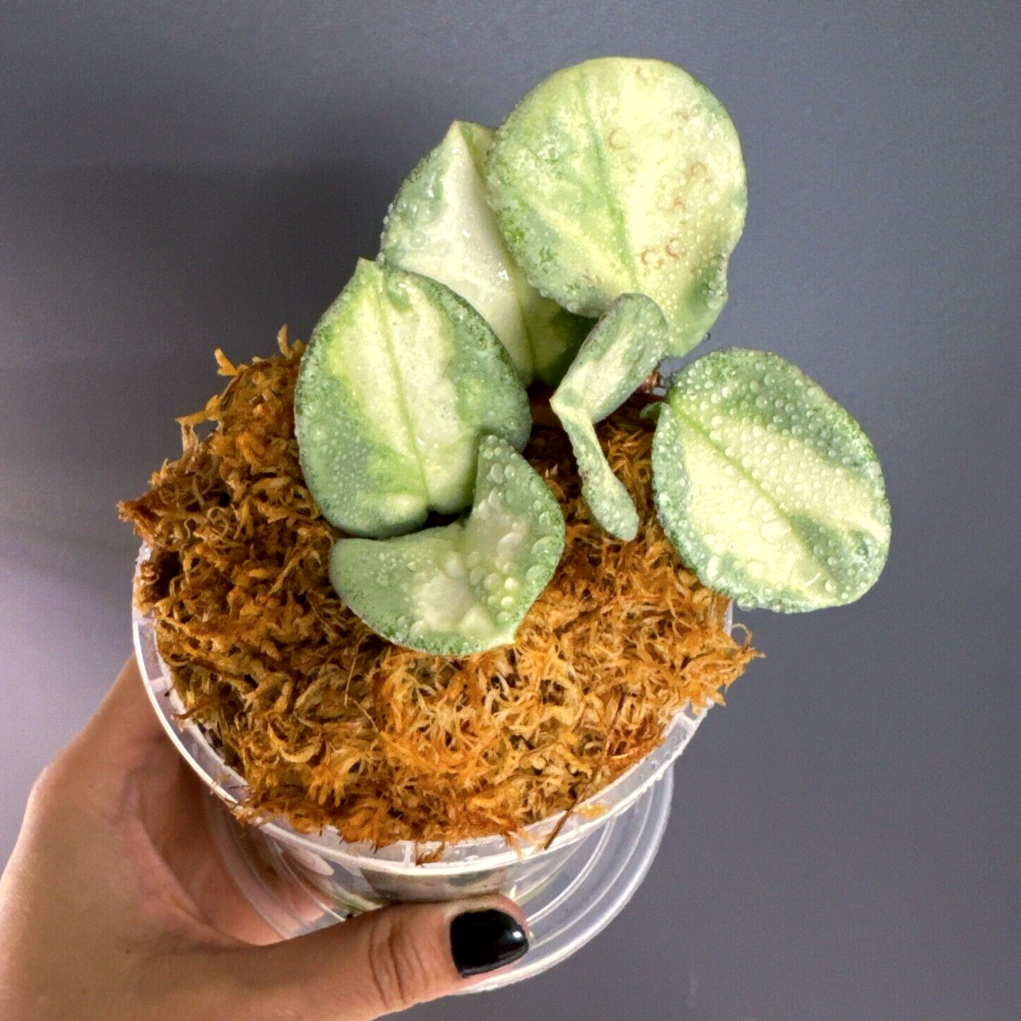 PLANTS 🌱 :: HOYA CARNOSA ARGENTEA PRINCESS 👑 — MELTY.AU